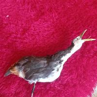 710 Gambar Patung Burung Ayam Ayaman Terbaik