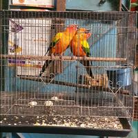 sun conure high yellow medan (1 pasang)