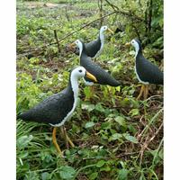 530+ Sketsa Gambar Burung Ruak Ruak HD Terbaik