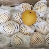 Jual Pear Singo Terdekat - Harga Murah & Grosir April 2024