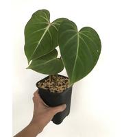 philodendron gloriosum