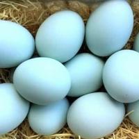 TELOR BEBEK MENTAH TAWAR