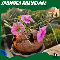 RARE! [BIBIT TANAMAN LANGKA CAUDEX SUKULEN IMPORT] Ipomoea Bolusiana