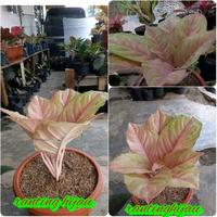 bunga aglonema bidadari