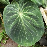 Anthurium