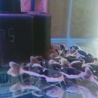 Jual Ikan Rtc Terlengkap & Terbaik - Harga Murah November 2022