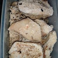 madu sarang