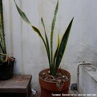 Jual Snake Plant Terbaik Harga Murah November 2021 Cicil 0