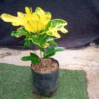 Jual Pohon Puring Terbaik - Harga Murah Maret 2025 & Cicil 0%