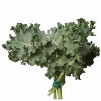 Jual Kale Hidroponik Terbaik - Harga Murah Mei 2024 & Cicil 0%