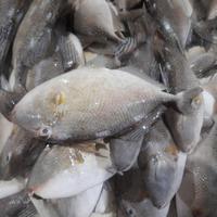 Ikan ayam ayam FROZEN size 700 gram per ekor