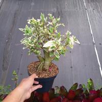 bonsai bunga sepatu daun varigata