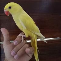Rekomendasi Burung Indian Ringneck Lutino Irn Lutino Mata Merah