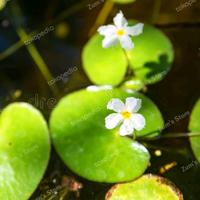 daun tetepok~nymphoides indica~teratai salju~untuk kolam~5 pcs