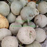 buah kawista harga per biji