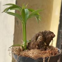 Jual Pohon Pule Terbaik - Harga Murah Oktober 2025 & Cicil 0%