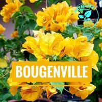 PROMO 9.9!!TANAMAN HIAS BUGENVIL YELLOW//BOUGENVILLE KUNING