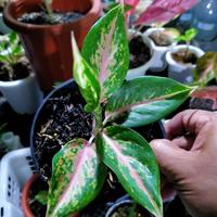 aglonema silver bell