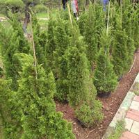 cemara lilin 1 meter