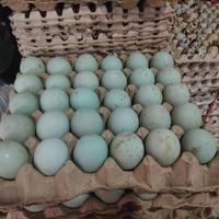 Telur bebek unggul mentah, 1krat 30butir