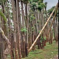 tanaman pohon pule-pohon pule