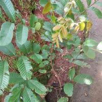 Pohon buah metoa tinggi 1meter