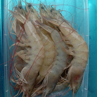 Udang panami 500gr