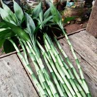 jual bambu hoki atau kole/30 cm../5 pcs