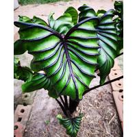 Tanaman hias colocasia pharaoh/paraok mask topeng firaun Pohon Hias