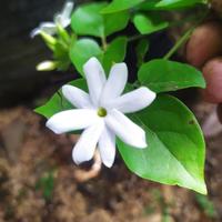 Jual Pohon Melati Jasmine Terbaik - Harga Murah April 2024 & Cicil 0%