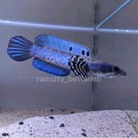 Channa blue pulchra 4-6cm