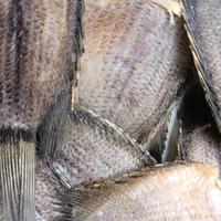 500 gr Sapek - Ikan Asin - Kering - Oleh Oleh Minang Padang Pariaman