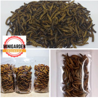 ULAT JERMAN KERING OVEN SUPERWORM 25 GRAM extra feeding ikan burung