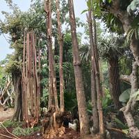 Jual Pohon Puring Terbaik - Harga Murah April 2025 & Cicil 0%