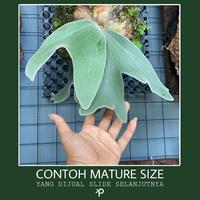 Platycerium andinum 2-3inc