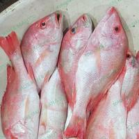IKAN KAKAP MERAH JUMBO FRESH BERKUALITAS - 1 EKOR 4 KG