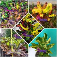 Jual Pohon Puring Terbaik - Harga Murah Maret 2025 & Cicil 0%