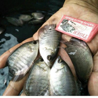 Paket 200Bibit gurame nyilet