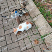 sedekah makanan kucing jalanan berbagi kucing liar street feeding cat