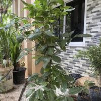 ' TANAMAN HIAS INDOOR OUTDOOR WALISONGO / WALISONGO DAUN BESAR /