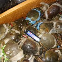 kepiting kroyo isi 7