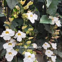 Bibit Tanaman Thunbergia Putih Rimbun