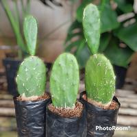 tanaman kaktus centong kaktus gepeng kaktus mickey mouse kaktus hias