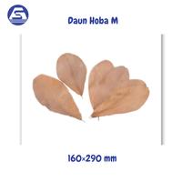 Daun Hoba M