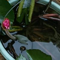 bunga teratai lotus merah besar