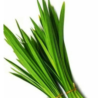 Daun Pandan Fresh Segar Pandan Wangi