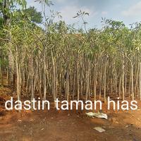 pohon- tanaman hias bunga tabebuya(Handroanthus chrysotrichus)tinggi 2 meter
