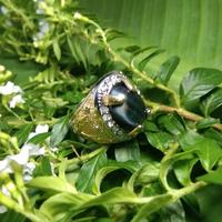 BATU CINCIN GUNTUR SAMUDRA UNIK ELEGAN