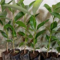 Jual Pohon Pule Terbaik - Harga Murah Maret 2025 & Cicil 0%