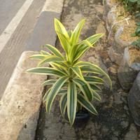 tanaman hias andong kuning